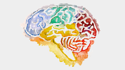 Watercolor image of a brain